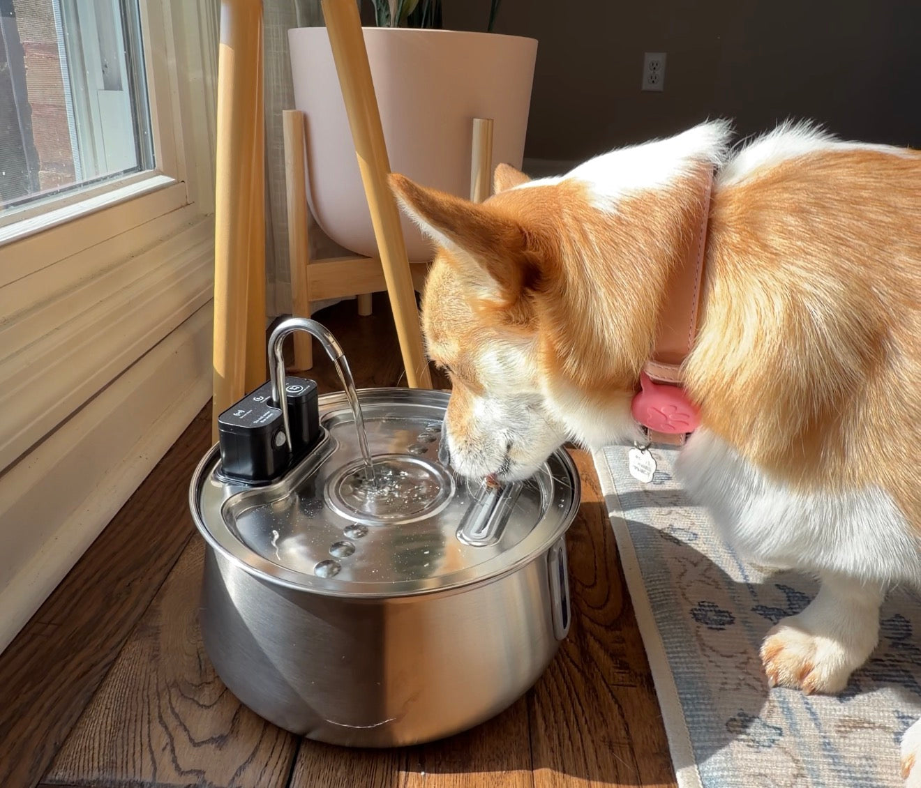 Better Hydration for a Healthier, Happier Dog