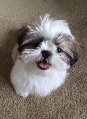 Marie E., Nueva York, Dueña de perro